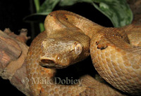 : Candoia paulsonii; Pacific Boa