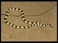 : Chionactis occipitalis occipitalis; Mojave Shovelnose