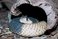 : Naja annulifera annulifera; Snouted Cobra