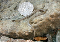 : Tantilla hobartsmithi; Smith's Black-headed Snake