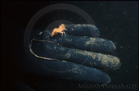 : Heptacarpus taylori; California Camelback Shrimp
