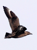 South Polar Skua. One of 23 birds counted this day, smashing the previous