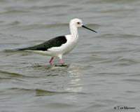 Black-winged Stilt