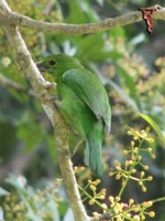 Blue-winged Leafbird(Chloropsis cochinchinensis)