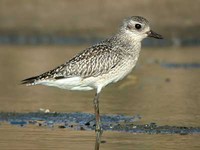 개꿩 Pluvialis squatarola | gray plover