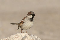 House Sparrow