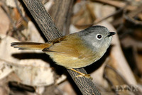 Grey-cheeked Fulvetta 白眶雀鶥