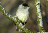 Blackcap Sylvia atricapilla