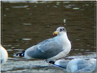 큰검은머리갈매기  Larus ichthyaetus ( Great Black-headed Gull  / Pallas's Gull )