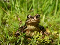 Butsnudet Frø (Rana temporaria) Foto/billede af