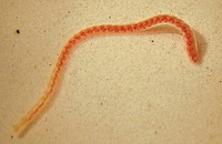 Tubifex tubifex