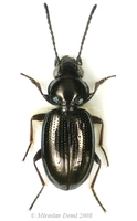 Metallina nigricornis