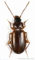 Trechus quadristriatus