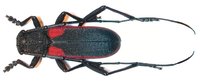 Purpuricenus kaehleri var. litoralis