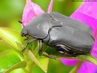 Protaetia cretica