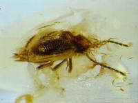 Ptinus inclusus