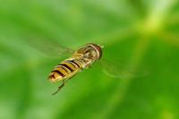 Episyrphus balteatus - Marmelade Fly