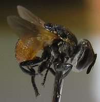 Gymnosoma acrosterni