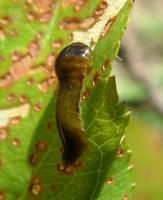 Caliroa cerasi - Pear Sawfly