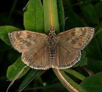 Erynnis tages - Dinky Skipper