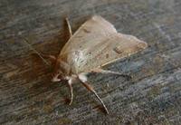 Noctua comes - Lesser Yellow Underwing