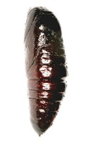 Stauropus fagi - Lobster Moth