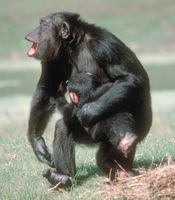 Chimpanzee (Pan troglodytes)