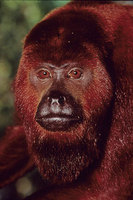 Red howler (Alouatta seniculus)