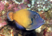 Pervagor janthinosoma, Blackbar filefish: