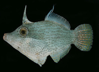 Pervagor nigrolineatus, Blacklined filefish: