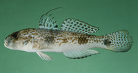 Yongeichthys nebulosus, Shadow goby: