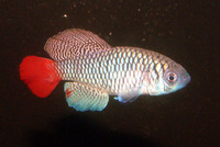 Nothobranchius patrizii, Blue notho: aquarium