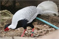 Jones' Silver Pheasant Lophura nycthemera jonesi