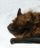 Image of: Eptesicus fuscus (big brown bat)