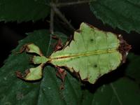 Phyllium bioculatum