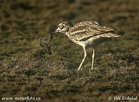 Burhinus oedicnemus - Stone Curlew