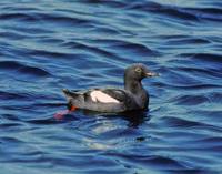 Cepphus columba - Pigeon Guillemot