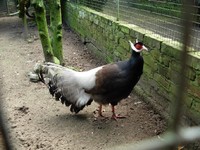 Crossoptilon mantchuricum - Brown Eared-Pheasant