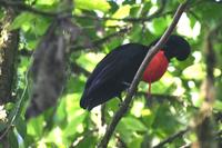 Cephalopterus glabricollis - Bare-necked Umbrellabird