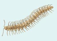 Image of: Polydesmus angustus