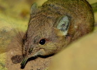 Macroscelides proboscideus - Round-eared Elephant Shrew