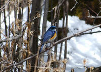 Image of: Tarsiger cyanurus (orange-flanked bush robin)