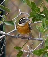 Image of: Pheucticus melanocephalus (black-headed grosbeak)