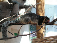 Ratufa macroura - Sri Lankan Giant Squirrel