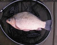 Carassius auratus - Goldfish