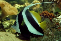 Heniochus acuminatus - Longfin Bannerfish