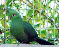 Image of: Tauraco livingstonii (Livingstone's turaco)