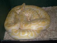 Python molurus bivittatus - Burmese Rock Python