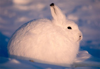 Photo: Arctic hare rests in the snow