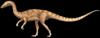 Coelophysis